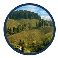 Darjeeling tour package