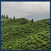 Darjeeling tour package